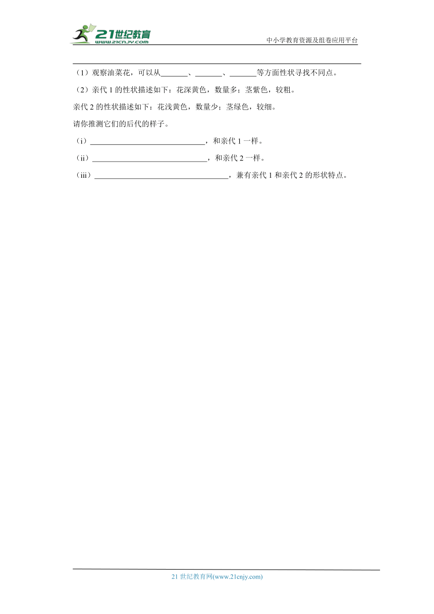 人教鄂教版五年级上册科学2.6 植物的后代与亲代 同步练习（含答案）