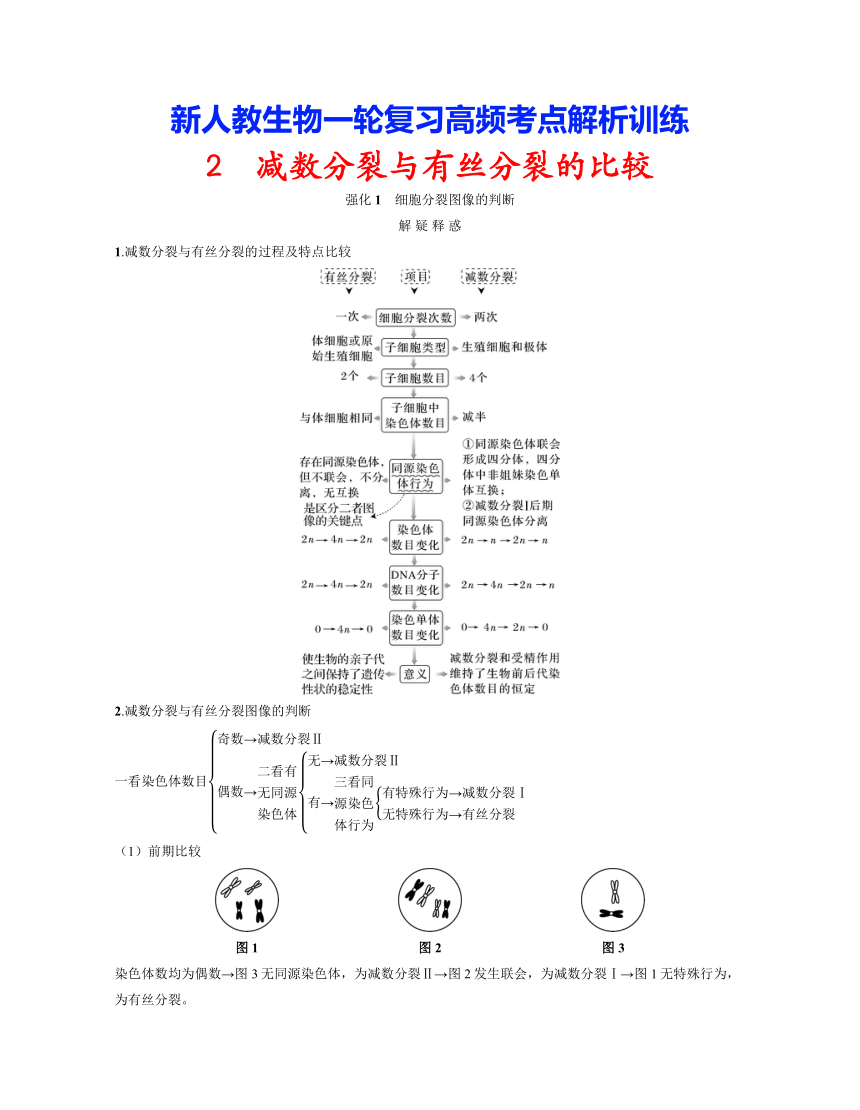 新人教生物一轮复习高频考点解析训练：2  减数分裂与有丝分裂的比较（含解析）