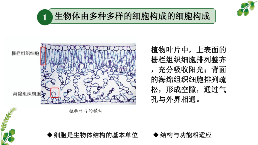1.3 细胞是生物体结构的基本单位-高一生物课件（共16张PPT）（沪科2020必修1）