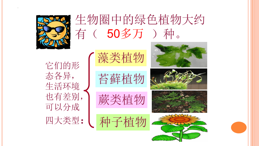 3.1.1 藻类、苔藓和蕨类植物课件（共34张PPT） 人教版生物七年级上册