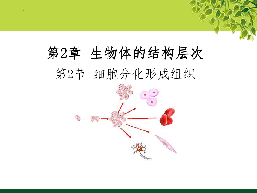 1.2.2细胞分化形成组织课件(共26张PPT) 冀少版生物七年级上册