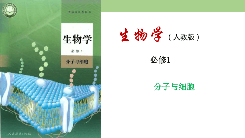 1.1 细胞是生命活动的基本单位课件-2023-2024学年高一上学期生物人教版（2019）必修1（共36张PPT）