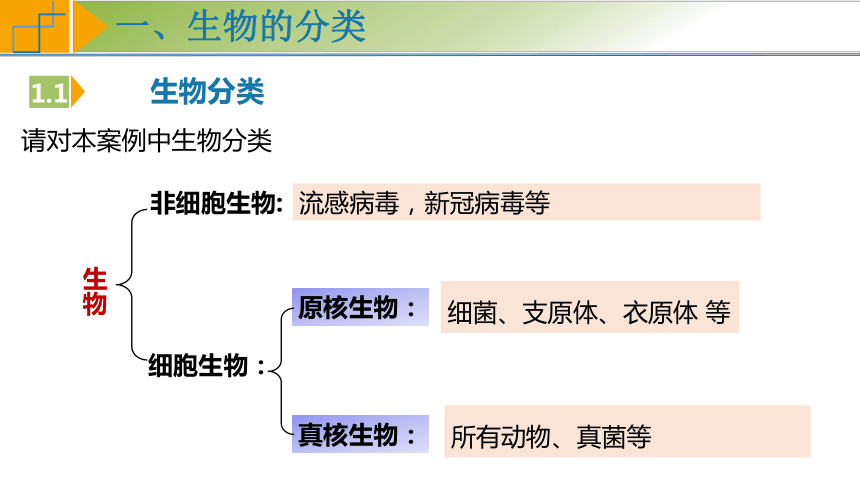 1.2 细胞的多样性和统一性（第2课时）（课件）（共38张PPT）高一生物（人教版2019必修1）