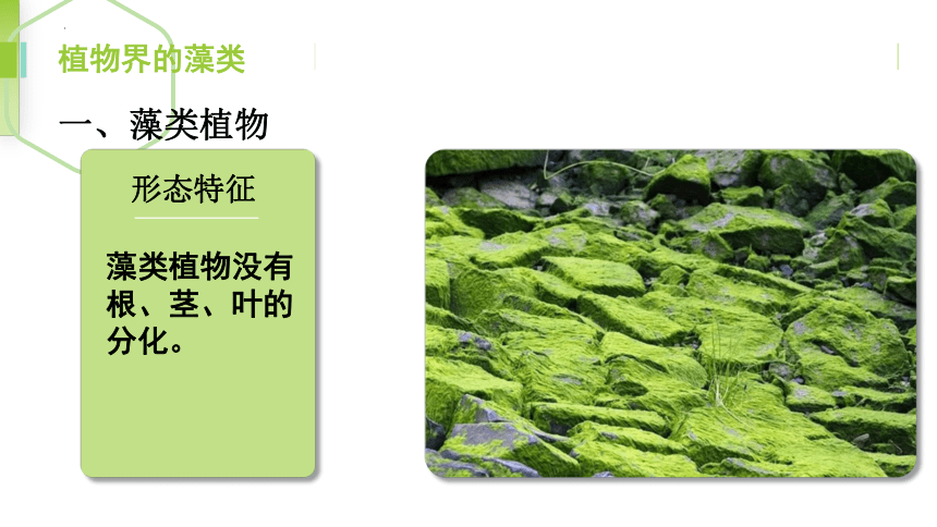 3.1.1藻类、苔藓和蕨类植物课件(共29张PPT)2023-2024学年人教版生物七年级上册
