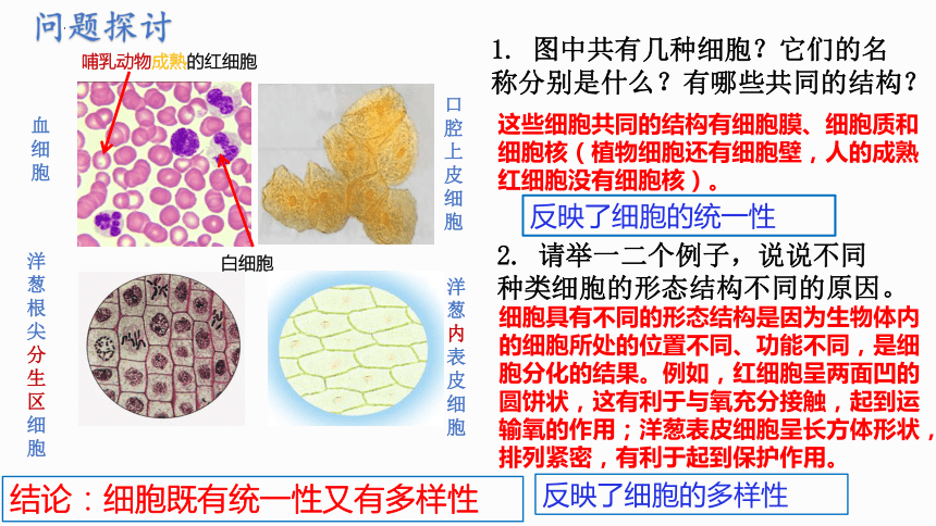 1.2 细胞的多样性和统一性-课件(共29张PPT2份视频)高一生物（人教版2019必修1）