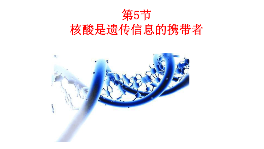 2.5 核酸是遗传信息的携带者课件-2023-2024学年高一上学期生物人教版（2019）必修1（共26张PPT）