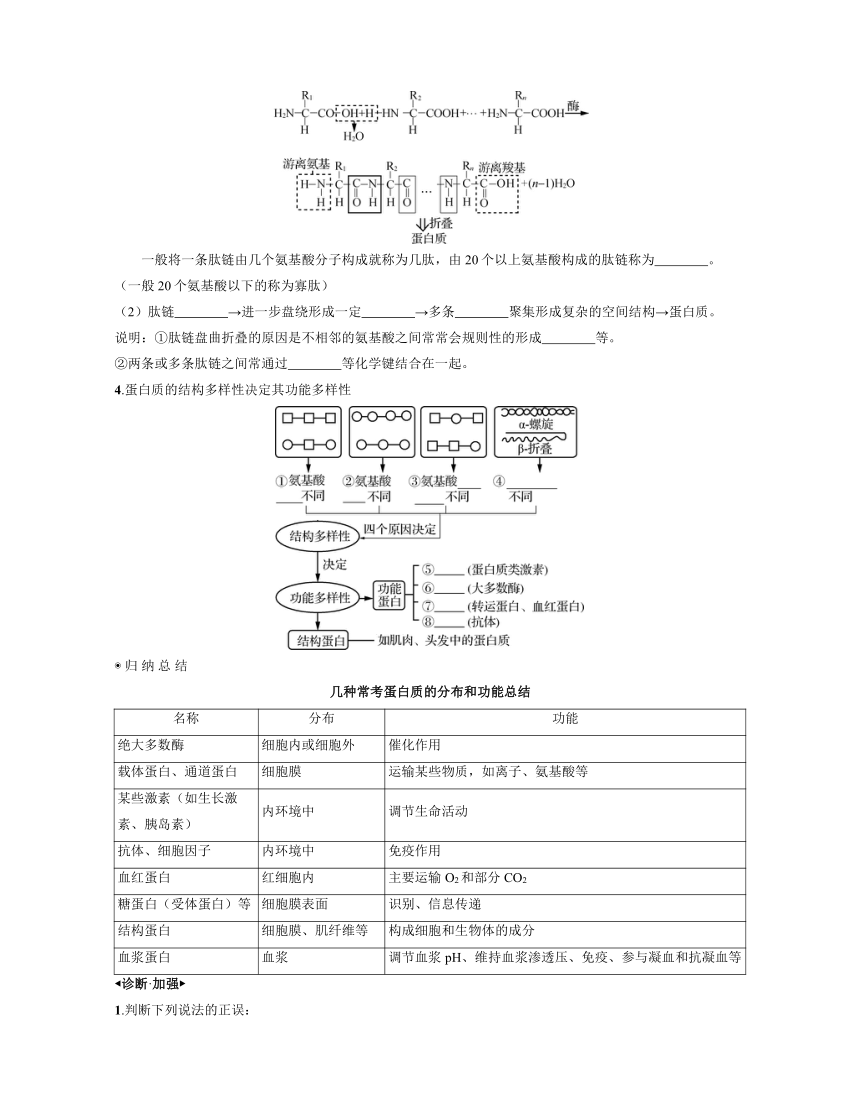 新人教生物一轮复习学案：第3讲　蛋白质与核酸（含答案解析）