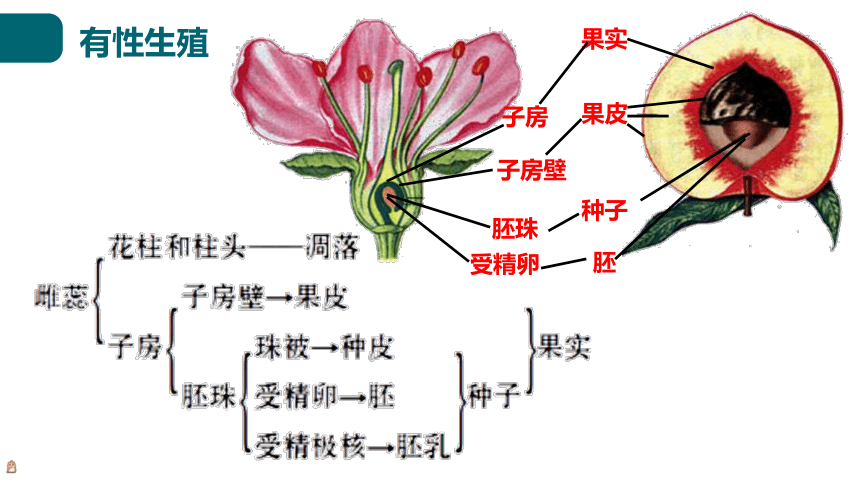 6.19.3植物的生殖方式课件(共17张PPT) 北师大版生物八年级上册