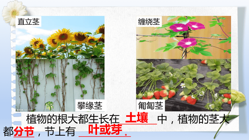 冀人版四年级下册科学5《植物的器官》（课件）(共18张PPT+视频)