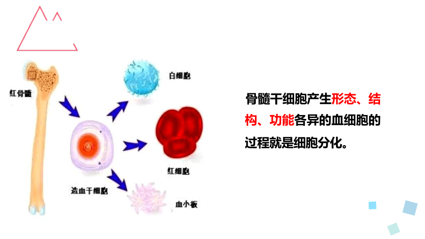 6.2 细胞的分化(共26张PPT)-高一生物学（人教版2019必修1）