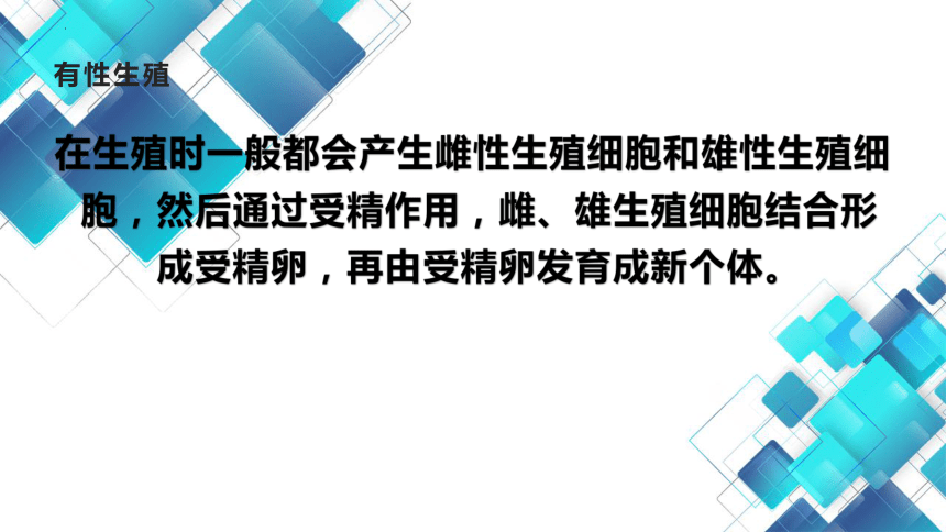 10.4 生物生殖的多种方式 课件（共15张PPT）2023-2024学年北京版生物八年级上册