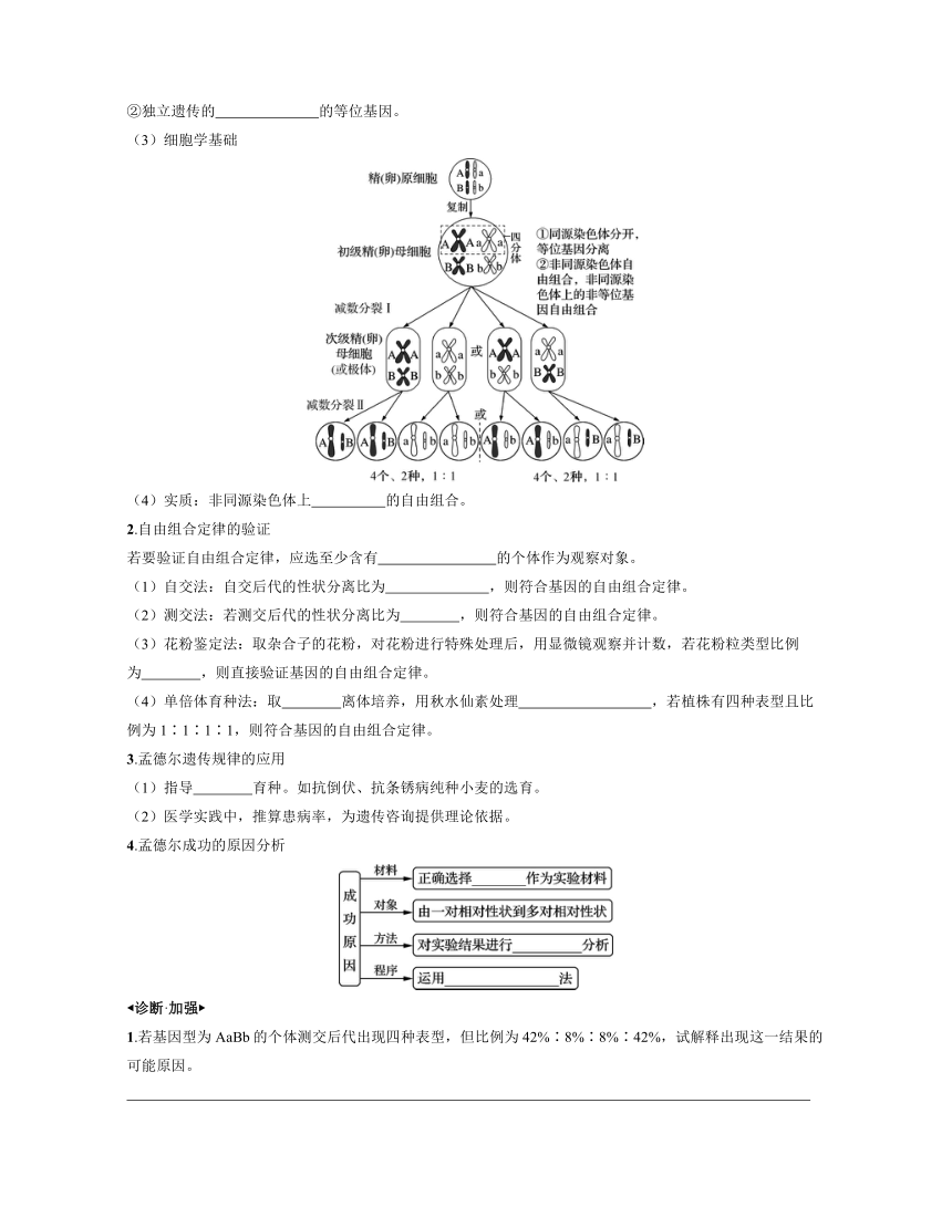 新人教生物一轮复习学案：第18讲　基因的自由组合定律（含答案解析）