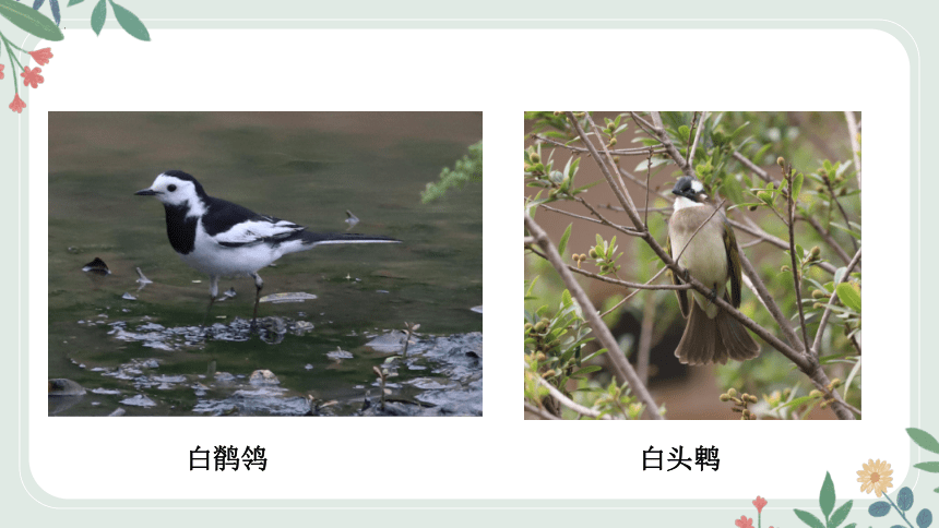 4.2生物的类群—鸟类课件(共29张PPT)沪教版生物第二册