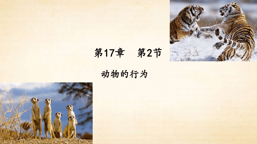 6.17.2动物的行为课件 (共46张PPT)苏科版生物八年级上册