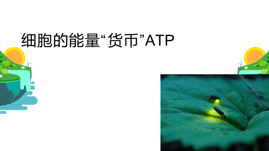 5.2 细胞的能量“货币”ATP高一生物学 课件（人教版2019必修1）（共17张PPT）