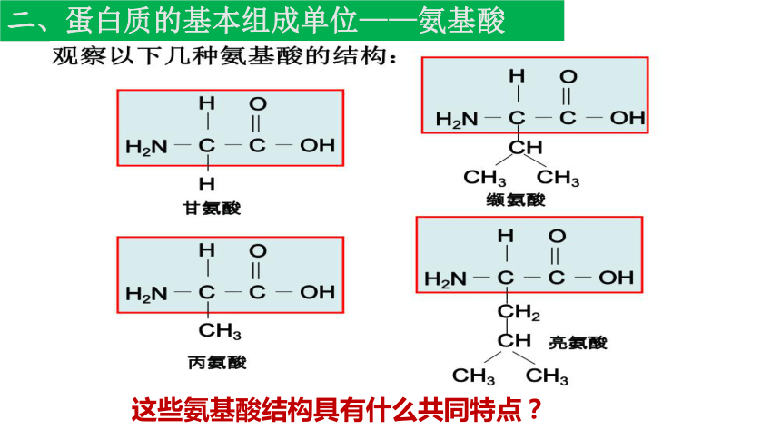 2.4蛋白质是生命活动的主要承担者课件（22张）-2023-2024学年高一上学期生物人教版（2019）必修1