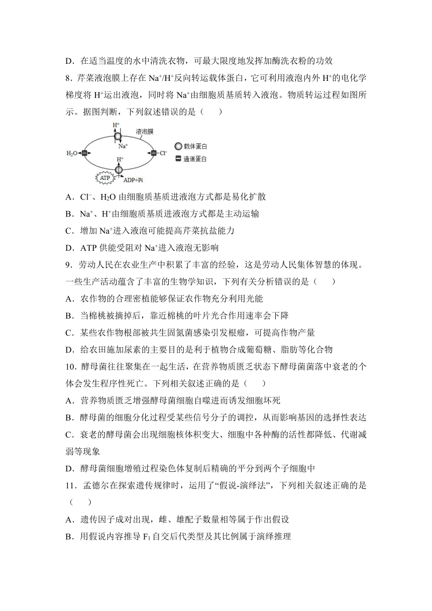 湖南省衡阳市衡阳县第四中学2023-2024学年高三上学期11月期中考试生物学试题（含解析）