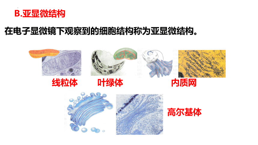 3.2细胞器之间的分工合作第1课时课件(共35张PPT1份视频)2023-2024学年高一上学期生物人教版必修1