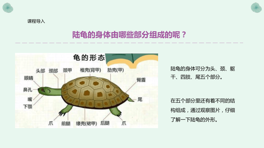 美术社团课程《 可爱的小乌龟》课件(共24张PPT) 小学延时服务