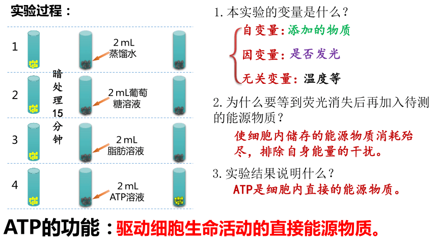 5.2 细胞的能货币ATP课件(共32张PPT)-教版2019必修1