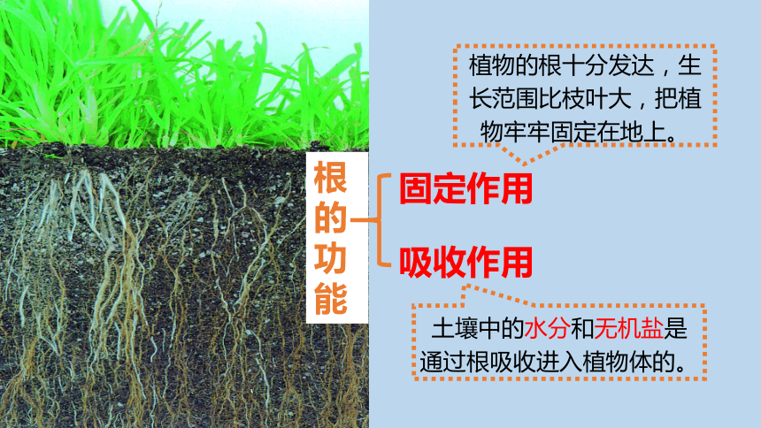 4.3 植物的根与物质吸收（课件 38张ppt）