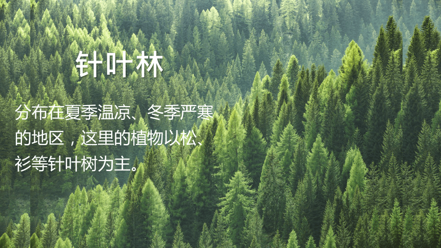 3.6 爱护植被，绿化祖国课件(共24张PPT+内嵌视频2个)人教版七年级生物上册