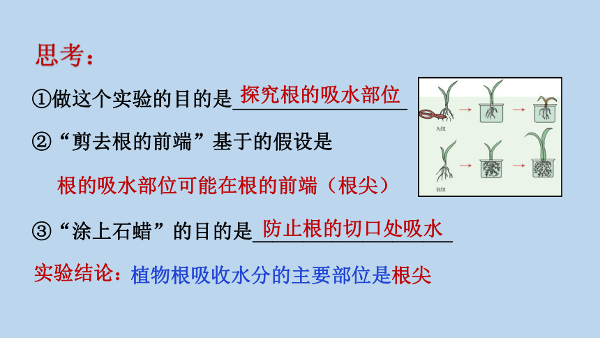 4.3 植物的根与物质吸收（课件 38张ppt）