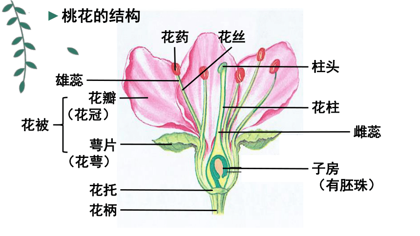 10.3 花的结构和双受精课件(共34张PPT)2023--2024学年京改版生物八年级上册