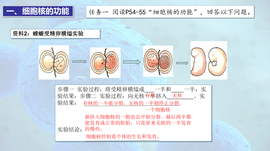 3.3 细胞核的结构和功能(共29张PPT)-高一生物课件（人教版2019必修1）