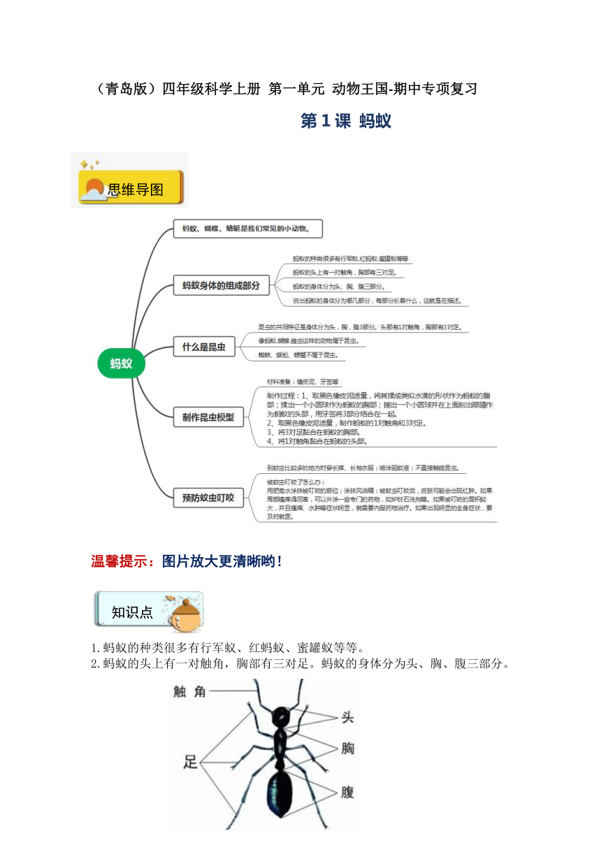 2023-2024学年（青岛版）四年级科学上册 第一单元 动物王国-期中专项复习