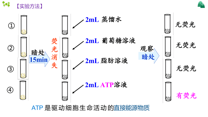 5.2 细胞的能量“货币”ATP高一生物学 课件（人教版2019必修1）（共17张PPT）