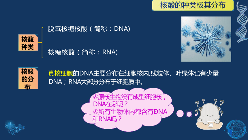 2.5 核酸是遗传信息的携带者(共19张PPT)-高一生物学（人教版2019必修1）