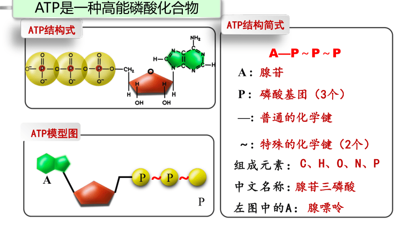 5.2 细胞的能货币ATP课件(共32张PPT)-教版2019必修1