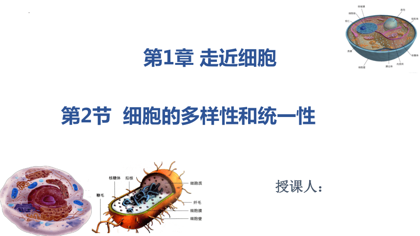 1.2 细胞的多样性和统一性-课件(共29张PPT2份视频)高一生物（人教版2019必修1）