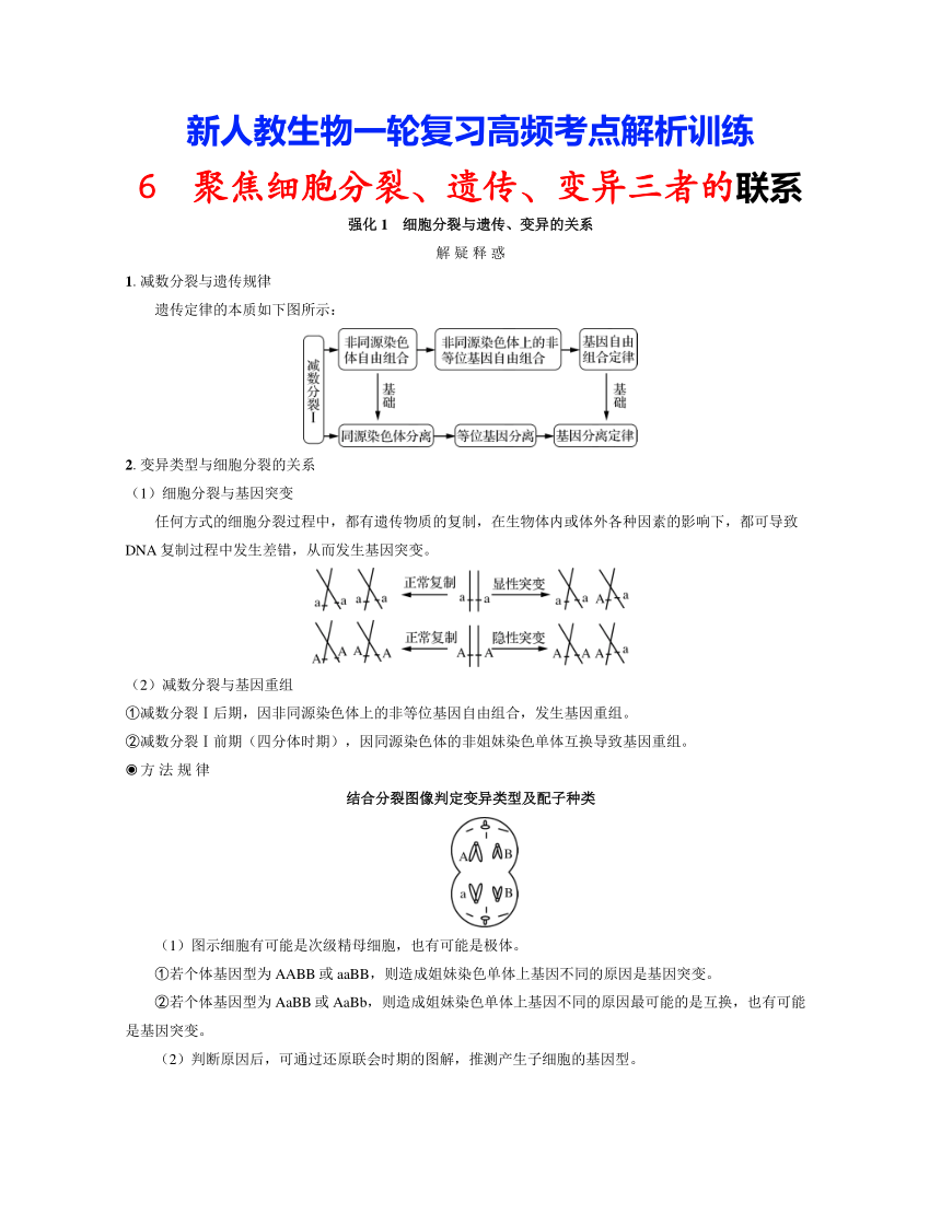 新人教生物一轮复习高频考点解析训练：6  聚焦细胞分裂、遗传、变异三者的联系（含解析）
