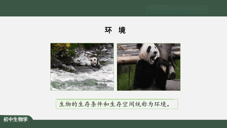 1.2.1 生物与环境的关系 课件（共25张PPT）