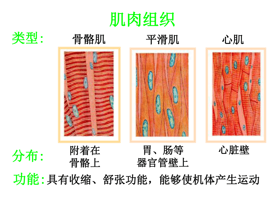 2017年秋人教版七年级上册生物课件2.2.2动物体的结构层次