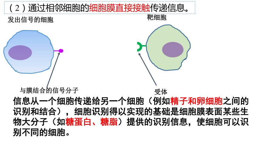 3.1 细胞膜的结构和功能课件（共25张PPT）高一生物（人教版2019必修1）