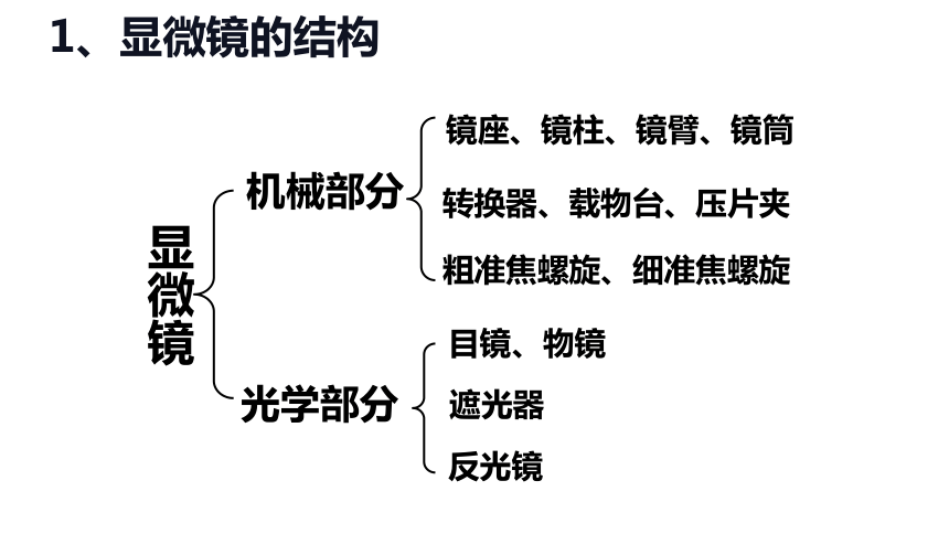 1.2 细胞的多样性和统一性-高一生物课件（共41张PPT）（人教版2019必修1）