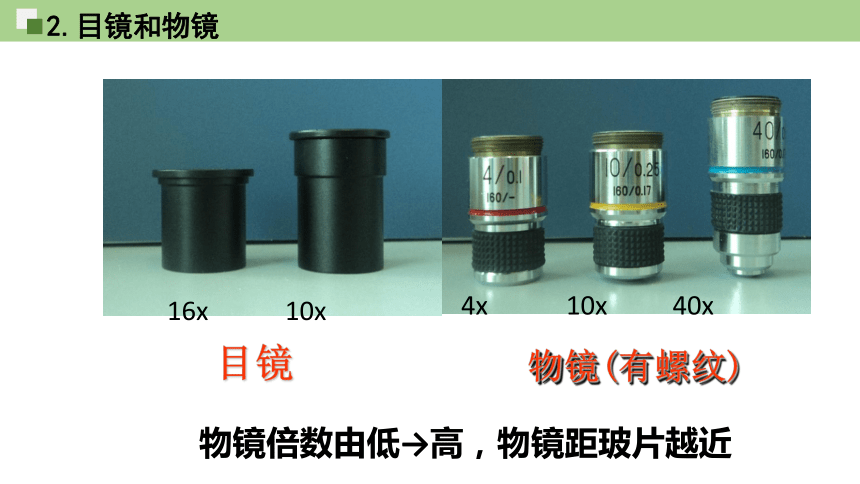 1.2 细胞的多样性和统一性 课件(共21张PPT) 2023—2024学年高一上学期生物人教版必修1