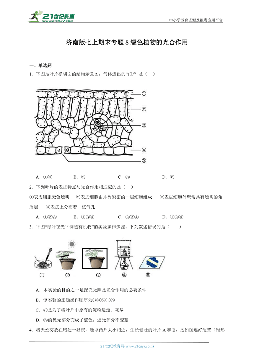 2023-2024学年初中生物济南版七年级上册期末复习专题8——绿色植物的光合作用（含解析）