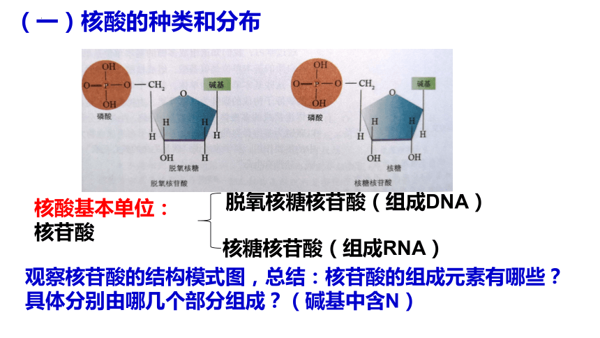 2.5 核酸是遗传信息的携带者(共19张PPT)-高一生物课件（人教版2019必修1）
