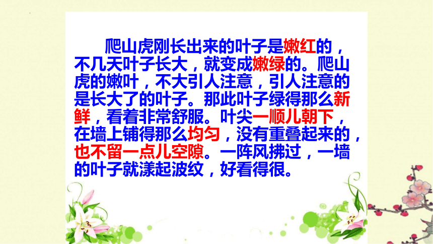 10《爬山虎的脚》  课件(共22张PPT)