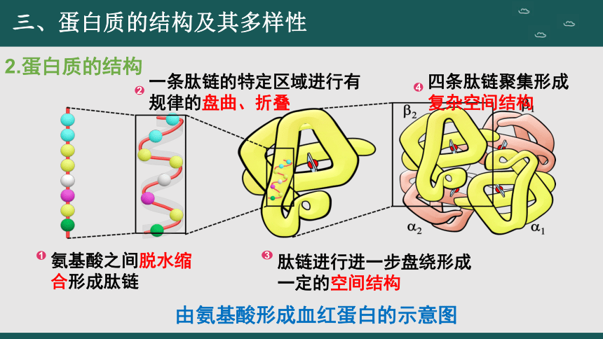 2.4 蛋白质是生命活动的主要承担者（第2课时）(共41张PPT)高一生物课件（人教版2019必修1）