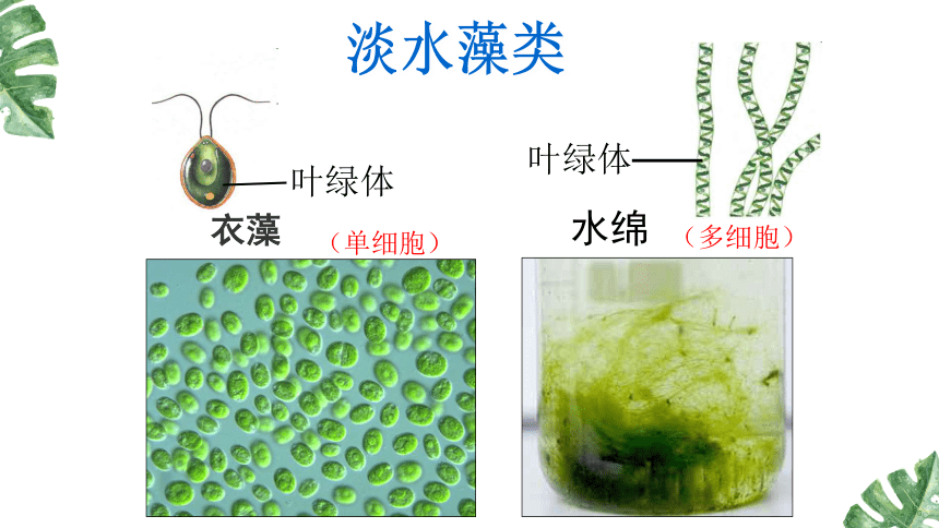 3.1.1藻类、苔藓和蕨类植物课件 (共40张PPT)人教版生物七年级上册
