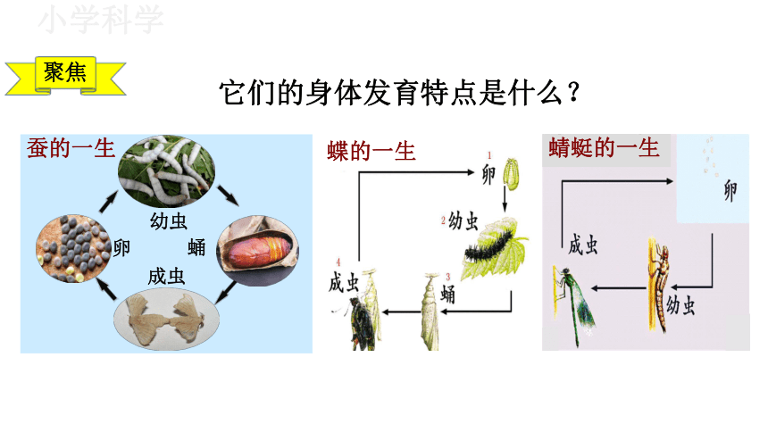 教科版（2017秋）三年级下册2.8动物的一生课件（33张PPT)