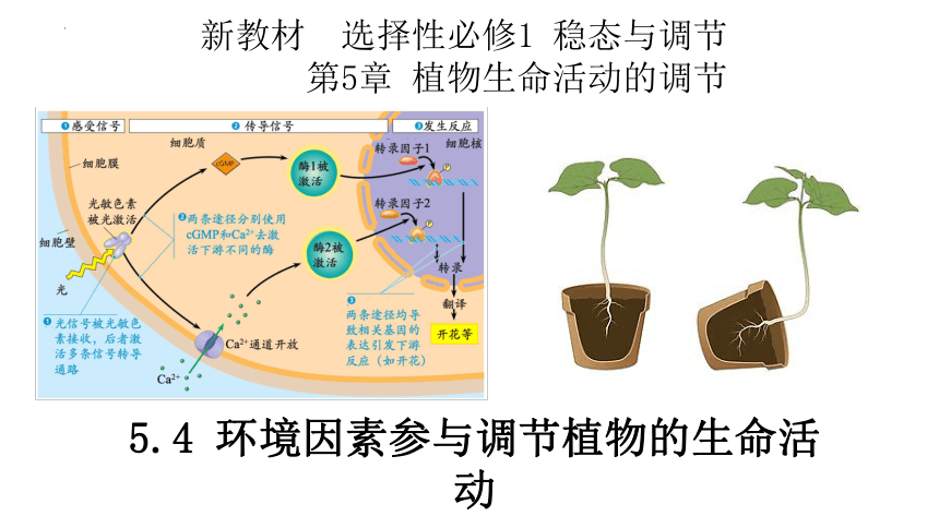 5.4 环境因素参与调节植物的生命活动(共57张PPT)-高二生物课件（2019人教版选择性必修1）