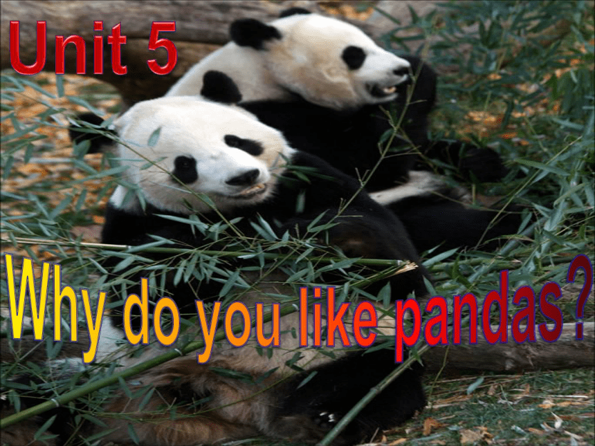 Unit 5 Why do you like pandas? Section B 3a-self check 说课课件
