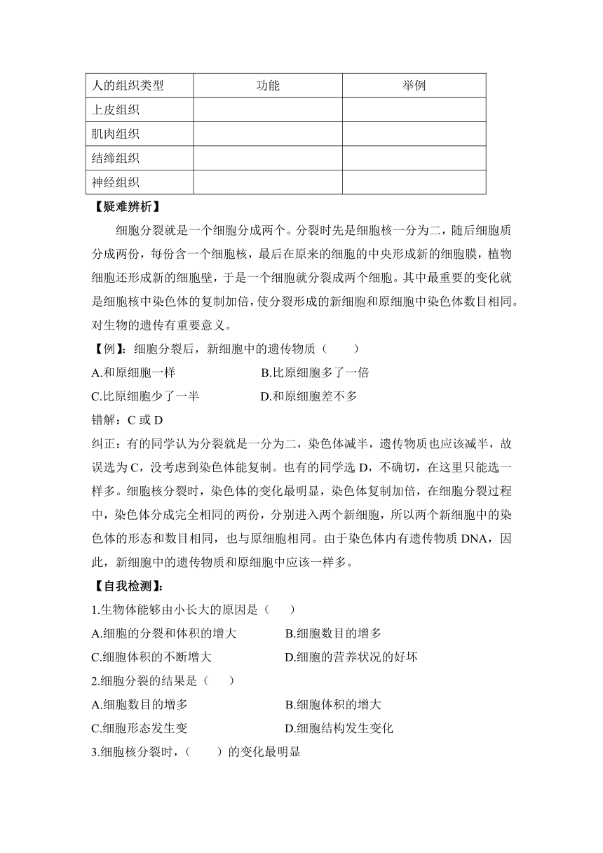 2.3.3 细胞分裂与分化 导学案（无答案）2023-2024学年苏教版生物七年级上册