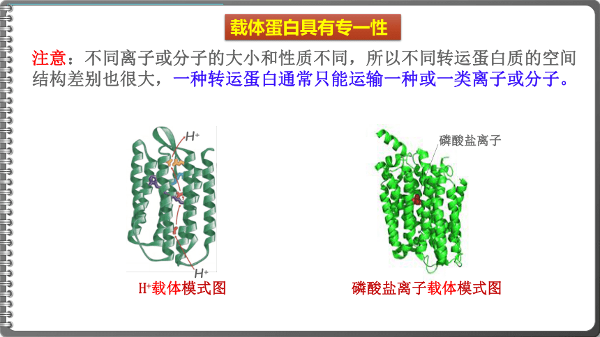 4.2主动运输与胞吞、胞吐课件(共38张PPT)2023-2024学年高一上学期生物人教版必修1